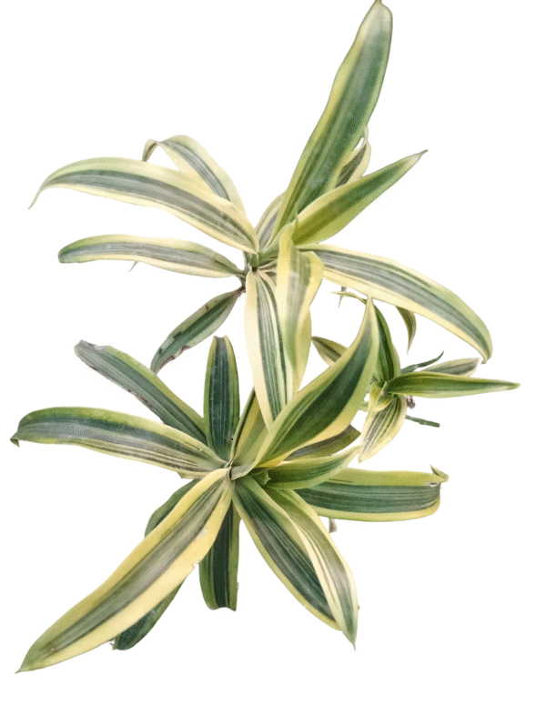 lemon lime plant top view