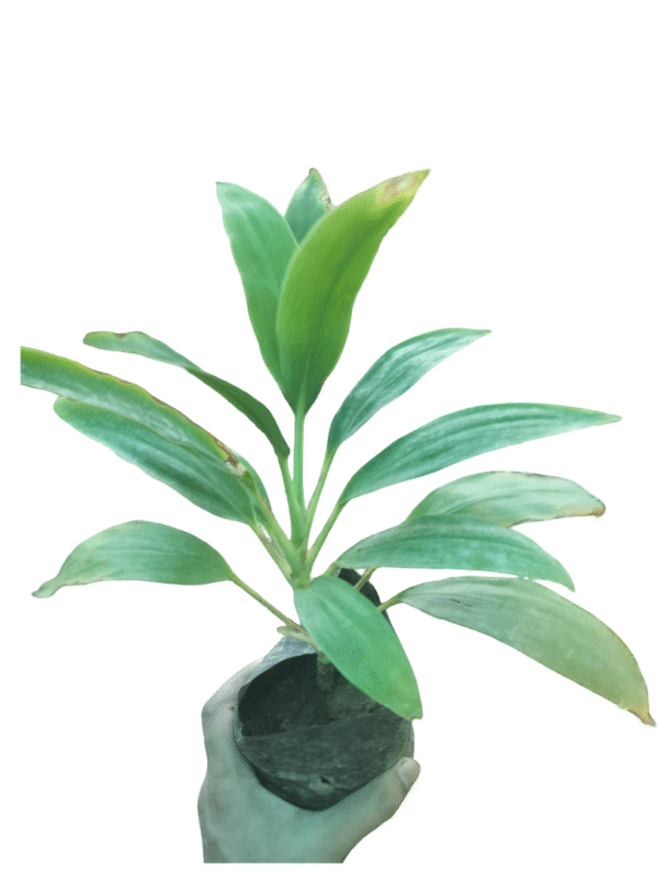 Dracaena Dracula – Broad Green Leaf