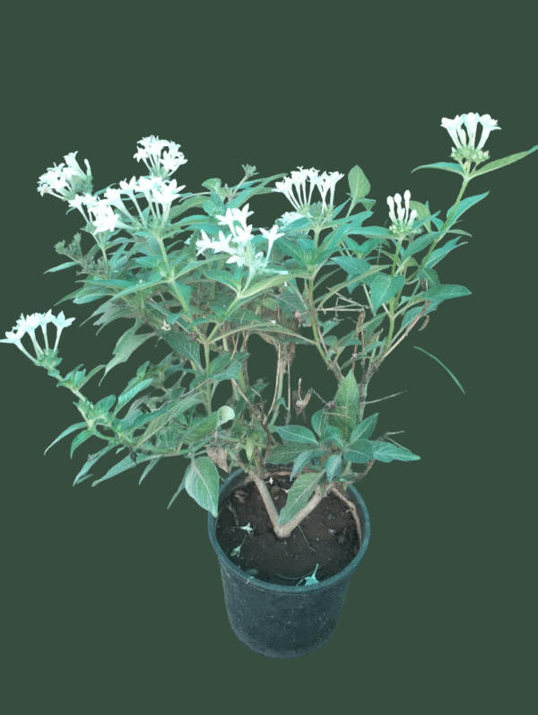 White Pentas – Butterfly Magnet in Nursery Pot