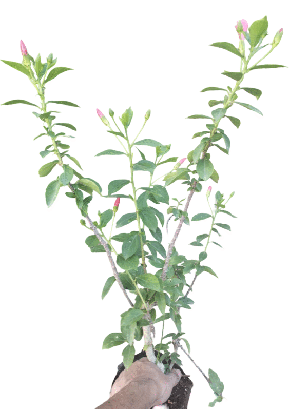 Pink Hibiscus – Tropical Blooms in Nursery Bag