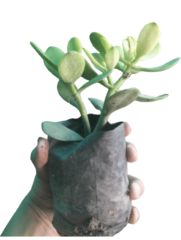 Crassula Ovata – Classic Jade in Nursery Bag