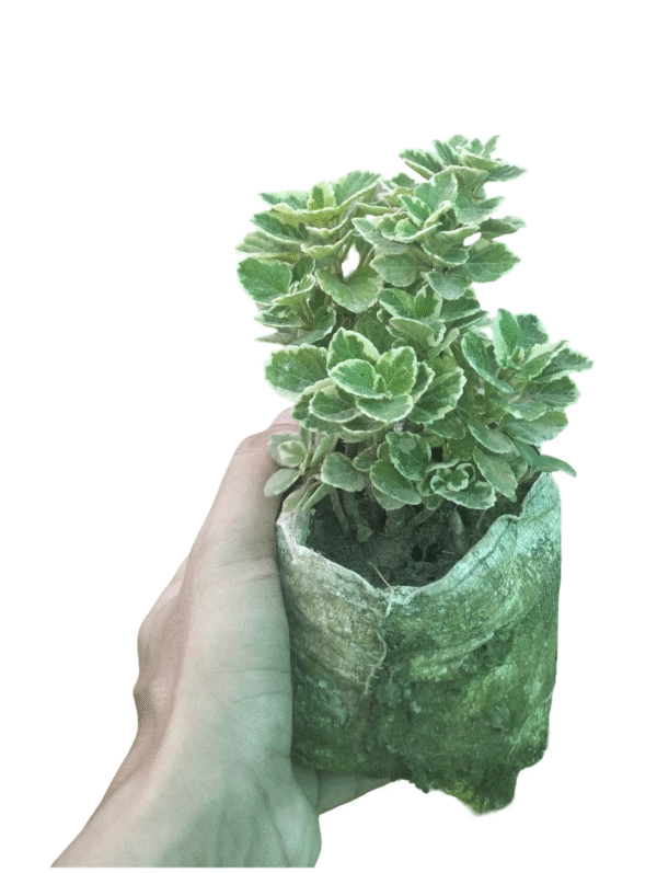 Variegated Cuban Oregano – Aromatic Beauty