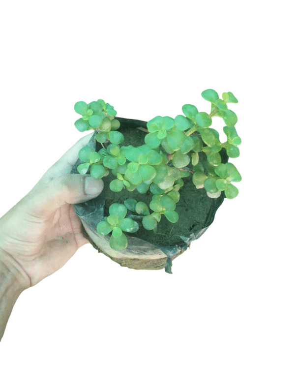 Small leaf jade Plant