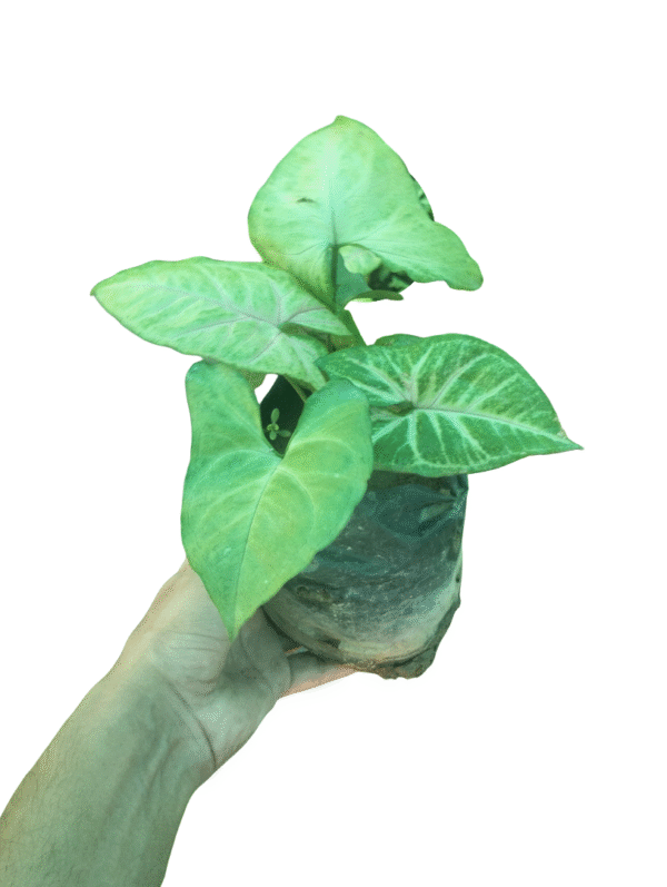 White Leaf Syngonium – Compact Arrowhead Plant