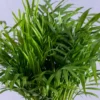 Chamaedorea Palm plant with elegant, feathery fronds in a decorative pot, ideal for indoor spaces like homes and offices