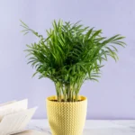Chamaedorea Palm plant with elegant, feathery fronds in a decorative pot, ideal for indoor spaces like homes and offices