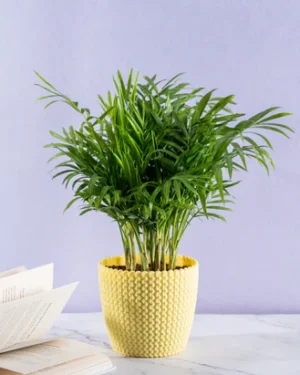 Chamaedorea Palm plant with elegant, feathery fronds in a decorative pot, ideal for indoor spaces like homes and offices