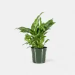 Peace Lily