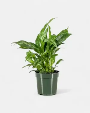 Peace Lily