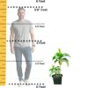 size comparison for the plant