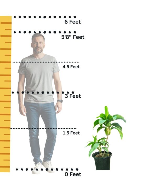 size comparison for the plant