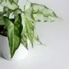 Green Syngonium plant with arrowhead-shaped foliage in a black nursery pot placed indoors.