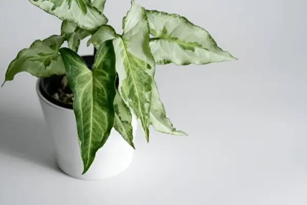 Green Syngonium plant with arrowhead-shaped foliage in a black nursery pot placed indoors.