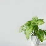 reen Syngonium plant with arrowhead-shaped foliage in a black nursery pot placed indoors.