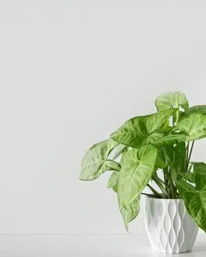 reen Syngonium plant with arrowhead-shaped foliage in a black nursery pot placed indoors.