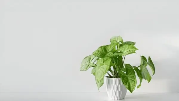 reen Syngonium plant with arrowhead-shaped foliage in a black nursery pot placed indoors.