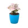 Syngonium Pink with soft arrow-shaped pink-green leaves in a decorative pot, suitable for indoor decoration