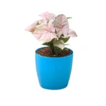 Syngonium Pink with soft arrow-shaped pink-green leaves in a decorative pot, suitable for indoor decoration