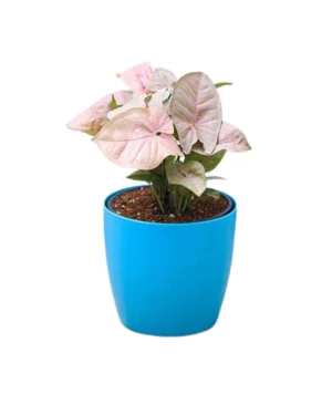 Syngonium Pink with soft arrow-shaped pink-green leaves in a decorative pot, suitable for indoor decoration