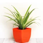 Spider Plant with long arching green and white striped leaves in a decorative pot, ideal for hanging or shelf display