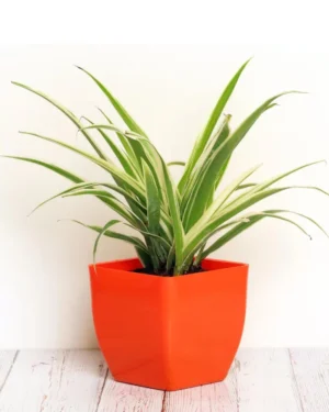 Spider Plant with long arching green and white striped leaves in a decorative pot, ideal for hanging or shelf display