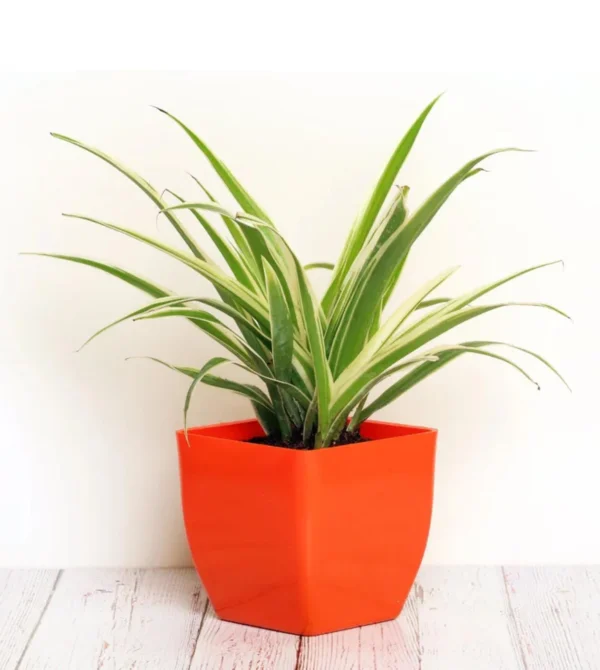 Spider Plant with long arching green and white striped leaves in a decorative pot, ideal for hanging or shelf display