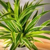 Spider Plant with long arching green and white striped leaves in a decorative pot, ideal for hanging or shelf display