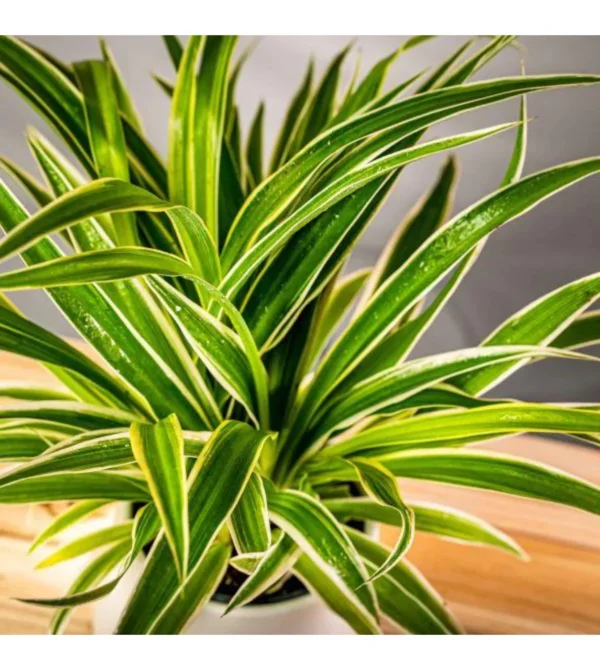 Spider Plant with long arching green and white striped leaves in a decorative pot, ideal for hanging or shelf display