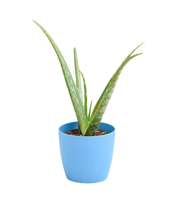 Aloevera (Small) [in Nursery Pot]