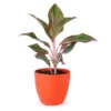 Aglaonema Red with vibrant red and green leaves in a plastic nursery pot, ideal for indoor spaces with low light