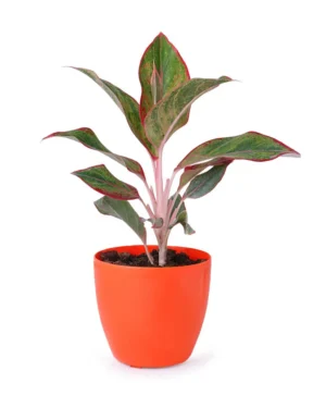 Aglaonema Red with vibrant red and green leaves in a plastic nursery pot, ideal for indoor spaces with low light