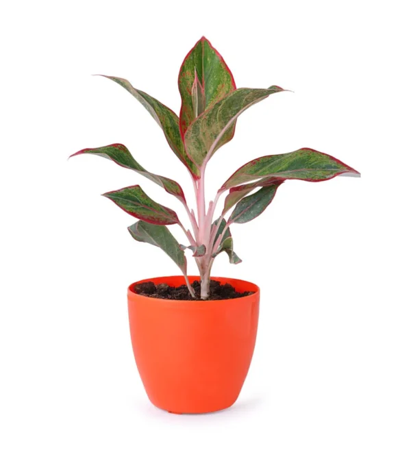 Aglaonema Red with vibrant red and green leaves in a plastic nursery pot, ideal for indoor spaces with low light