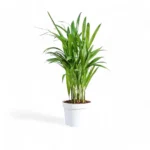 Areca Palm, Indoor Palm Plant, Tropical Houseplant, Air Purifying Plant, Low Maintenance Indoor Plant, Living Room Plant, Indoor Floor Plant, Bright Light Houseplant, Decorative Indoor Palm, Office Plant