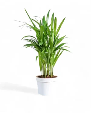 Areca Palm, Indoor Palm Plant, Tropical Houseplant, Air Purifying Plant, Low Maintenance Indoor Plant, Living Room Plant, Indoor Floor Plant, Bright Light Houseplant, Decorative Indoor Palm, Office Plant