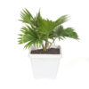 China Palm with large, fan-like green fronds in a decorative pot, ideal for indoor spaces or shaded outdoor areas
