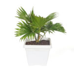 China Palm with large, fan-like green fronds in a decorative pot, ideal for indoor spaces or shaded outdoor areas