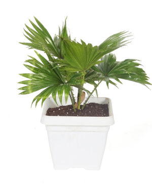 China Palm with large, fan-like green fronds in a decorative pot, ideal for indoor spaces or shaded outdoor areas