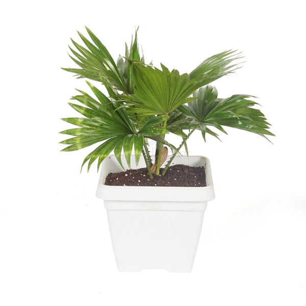 China Palm with large, fan-like green fronds in a decorative pot, ideal for indoor spaces or shaded outdoor areas