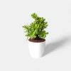 Small Jade Plant with thick, oval-shaped green leaves in a decorative pot, ideal for desktops or sunny indoor spots