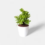 Small Jade Plant with thick, oval-shaped green leaves in a decorative pot, ideal for desktops or sunny indoor spots