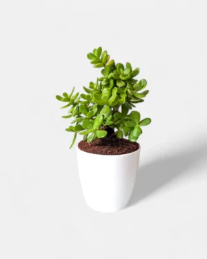 Small Jade Plant with thick, oval-shaped green leaves in a decorative pot, ideal for desktops or sunny indoor spots