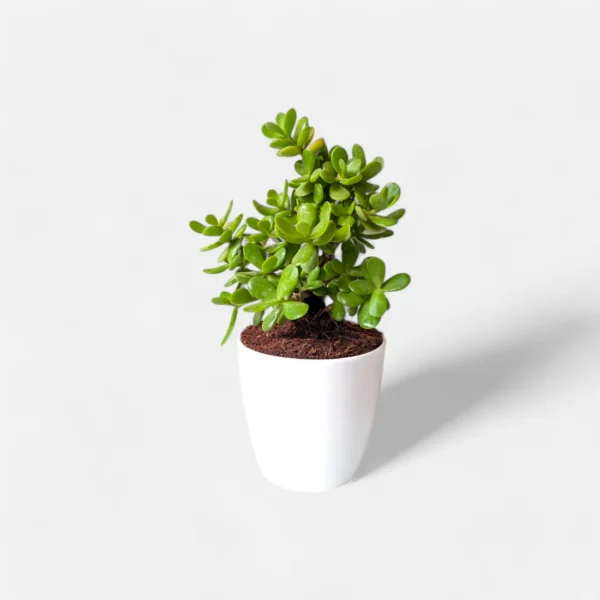 Small Jade Plant with thick, oval-shaped green leaves in a decorative pot, ideal for desktops or sunny indoor spots