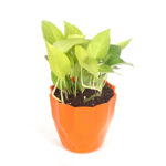 Small Golden Money Plant with bright yellow-green leaves in a decorative pot, ideal for shelves or hanging indoors