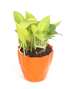 Small Golden Money Plant with bright yellow-green leaves in a decorative pot, ideal for shelves or hanging indoors