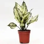 Aglaonema Snow White with patterned green and white leaves in a nursery pot, suitable for indoor low-light corners