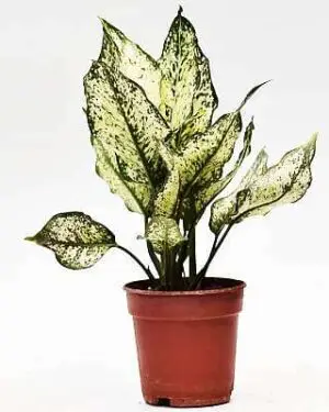 Aglaonema Snow White with patterned green and white leaves in a nursery pot, suitable for indoor low-light corners