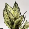 Aglaonema Snow White with patterned green and white leaves in a nursery pot, suitable for indoor low-light corners