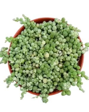 Trailing String of Pearls succulent in a black nursery pot with round, pearl-like leaves.
