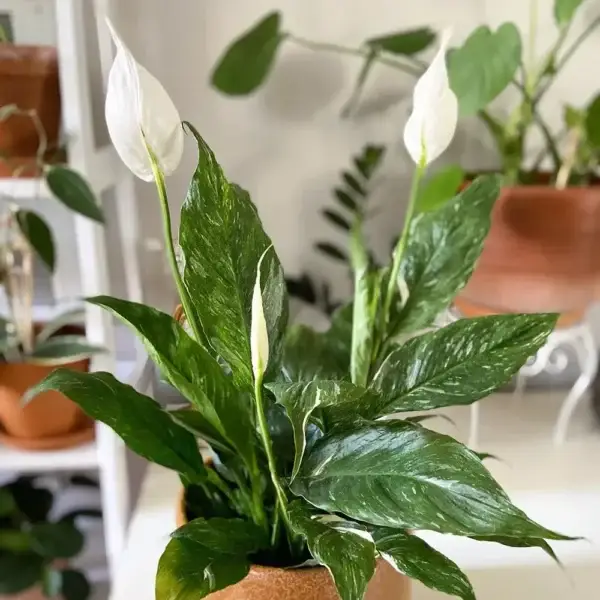 Peace Lily