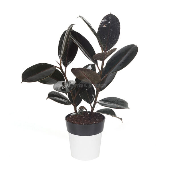 Rubber Plant (Medium)  [in Nursery Pot]